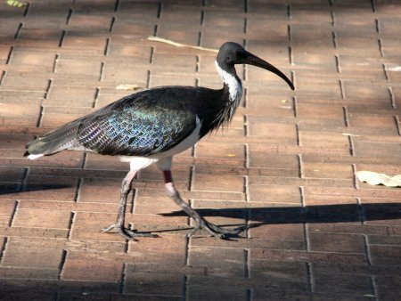 ibis-2OF3 041.JPG